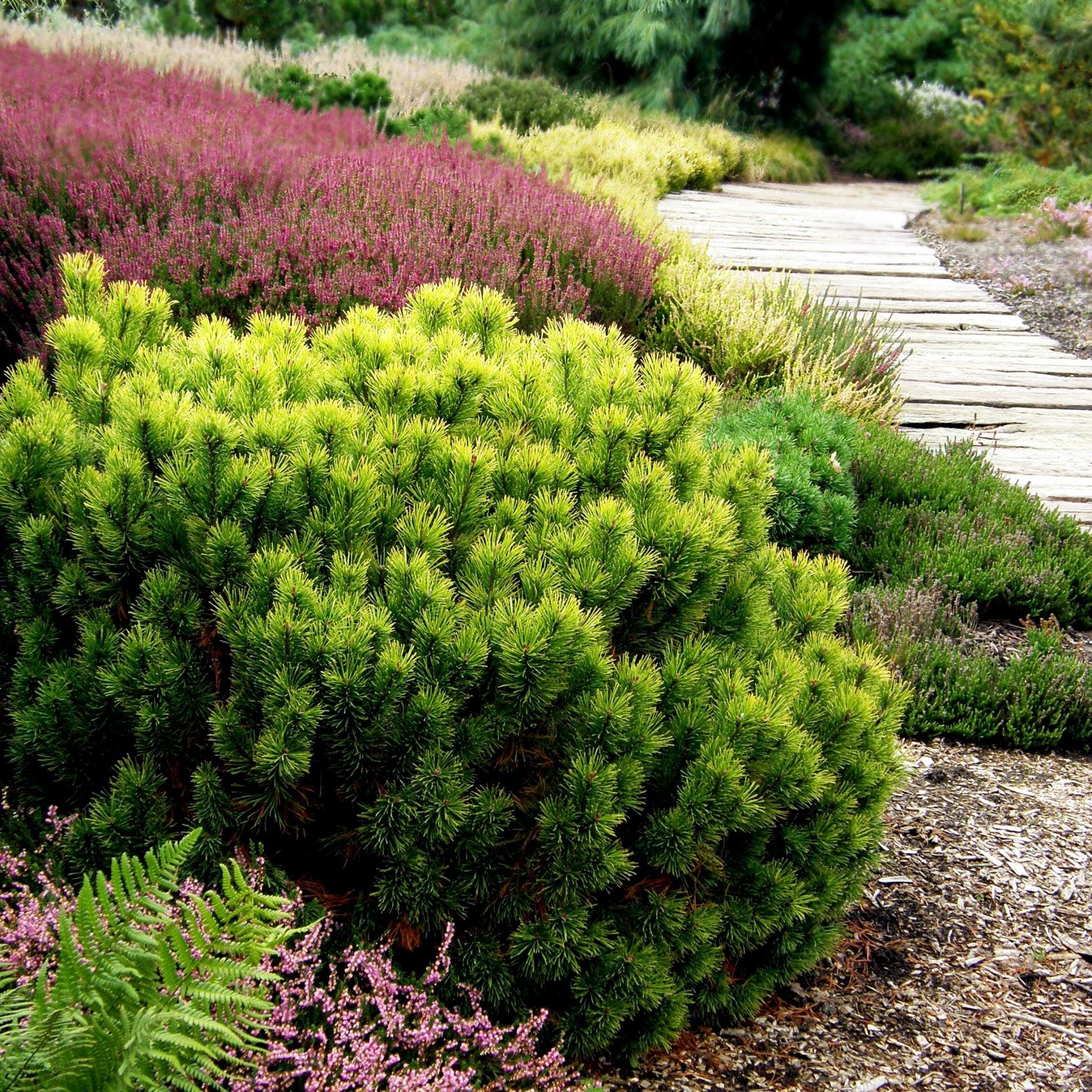 Pin pitic "Winter Gold" 0.40 - 0.60 m / Pinus mugo "Winter Gold" / gradina-noastra