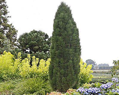 Pin negru "Green Tower" 0.50 - 0.70 m / Pinus nigra "Green Tower" / gradina-noastra