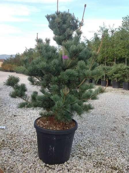 Pin alb japonez &quot;Blauer Engel&quot; 0.80 - 1.00 m / Pinus parvifolia &quot;Blauer Engel&quot;/ gradina-noastra