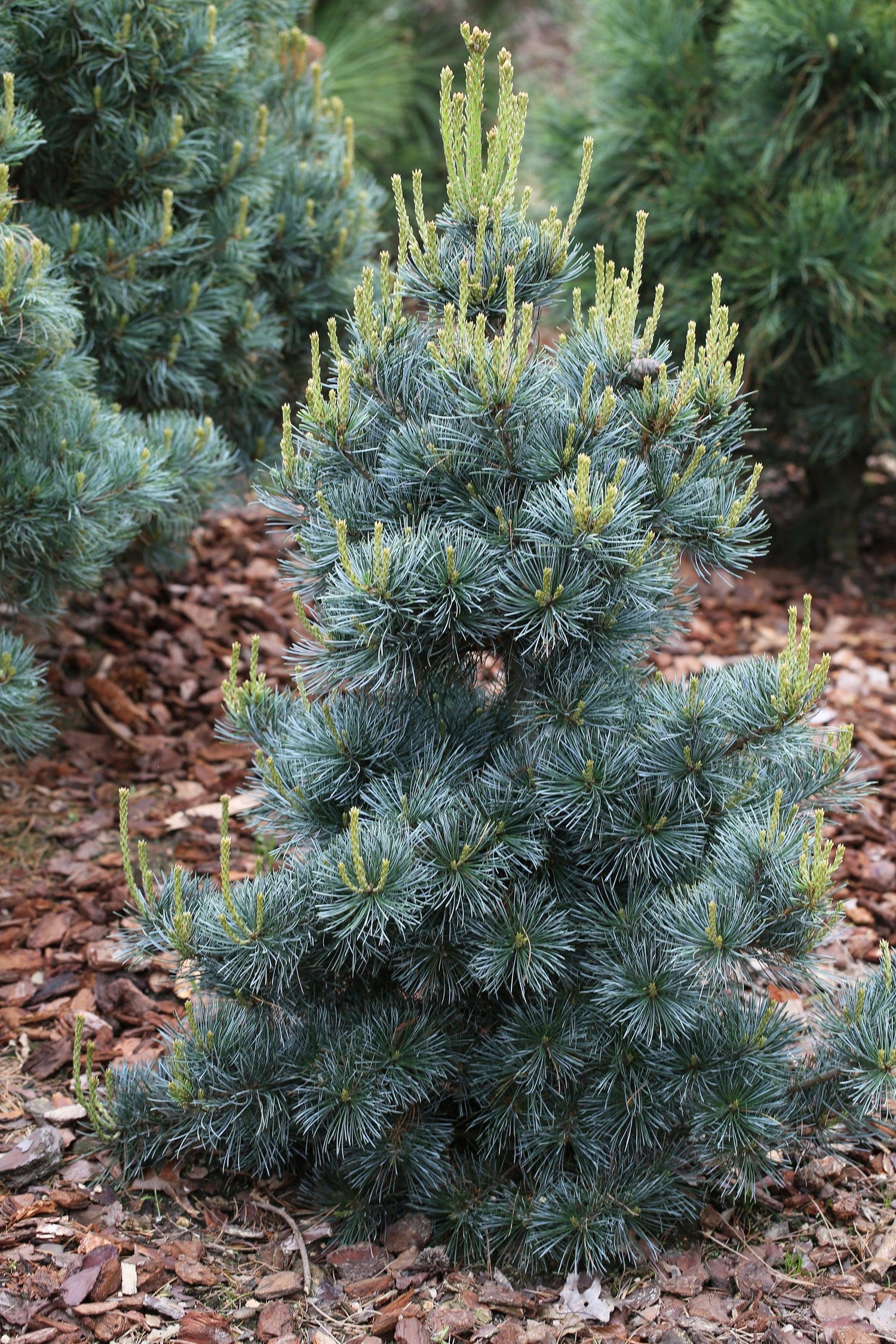Pin alb japonez &quot;Blauer Engel&quot; 0.80 - 1.00 m / Pinus parvifolia &quot;Blauer Engel&quot;/ gradina-noastra
