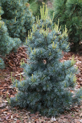 Pin alb japonez "Blauer Engel" 0.80 - 1.00 m / Pinus parvifolia "Blauer Engel"/ gradina-noastra