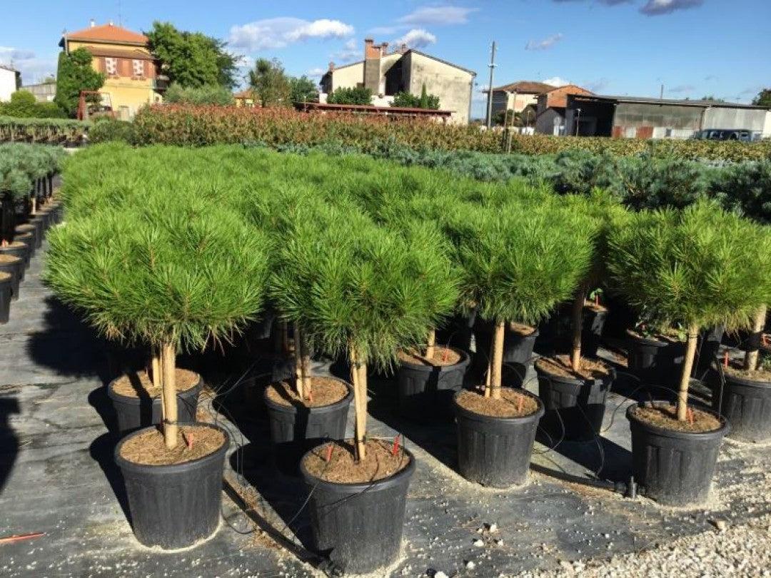 Pin rosu japonez "Alice Verkade" 1.00 - 1.20 m / Pinus densiflora "Alice Verkade" / gradina-noastra