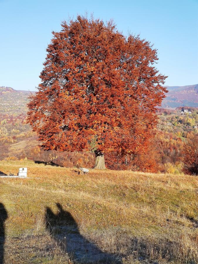 Stejar pedunculat 3.00 - 4.00 m / Quercus robur / gradina-noastra