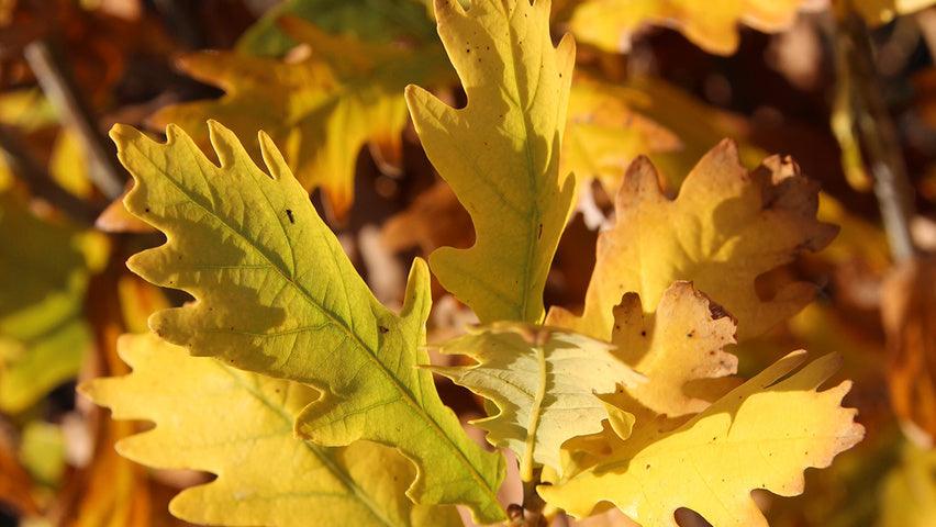 Stejar columnar "Koster" 3.00 - 3.50 m / Quercus robur "Fastigiata Koster"/ gradina-noastra