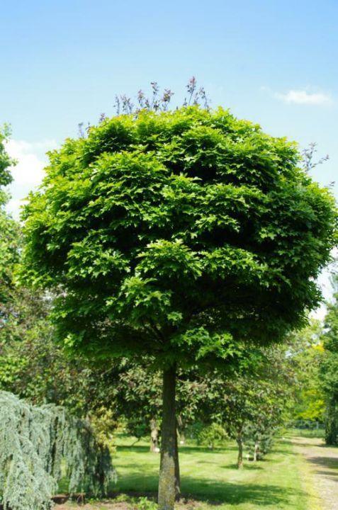 Stejar de balta "Green Dwarf" 2.00 - 2.50 m / Quercus palustris "Green Dwarf"/ gradina-noastra