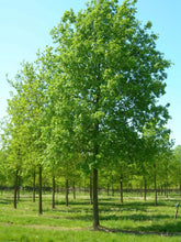 Stejar pedunculat 3.00 - 4.00 m / Quercus robur / gradina-noastra