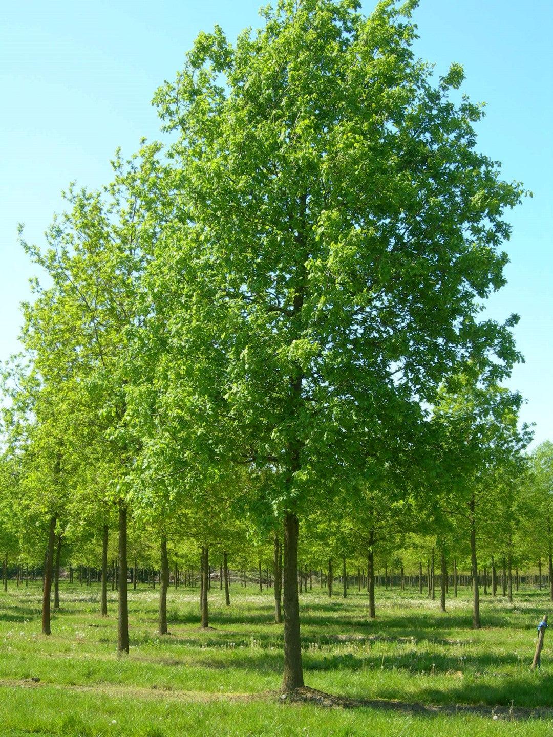 Stejar pedunculat 3.00 - 4.00 m / Quercus robur / gradina-noastra