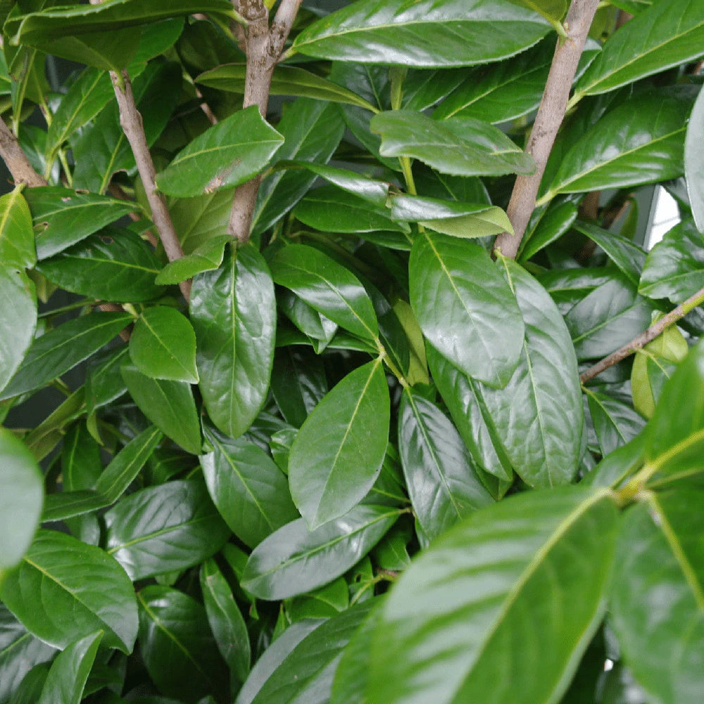 Laur englezesc "Novita" 1.00 - 1.40 m / Prunus laurocerasus" Novita"/ gradina-noastra