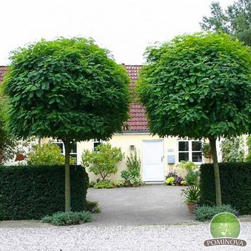 Salcam Globular 2.50 - 3.00 m / Robinia pseudoacacia "Umbraculifera"/ gradina-noastra