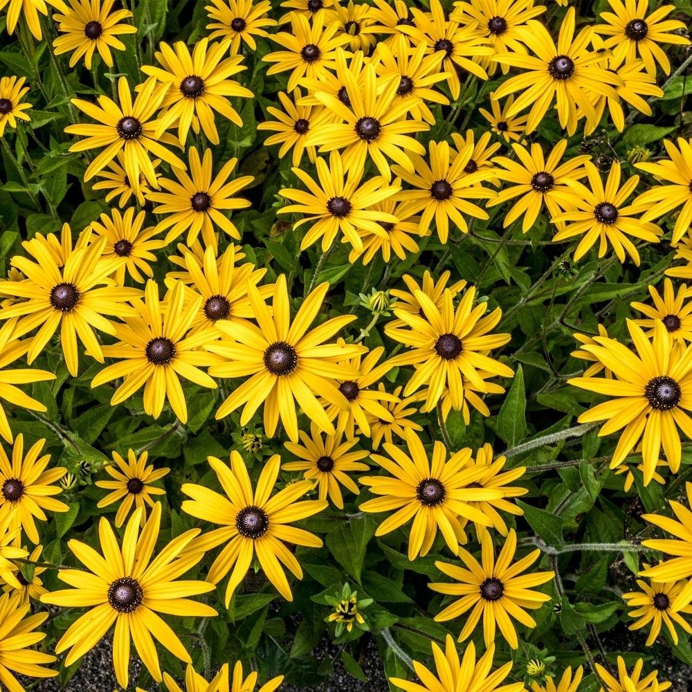 Rudbeckia fulgida Forever Gold’ Gradina Noastra