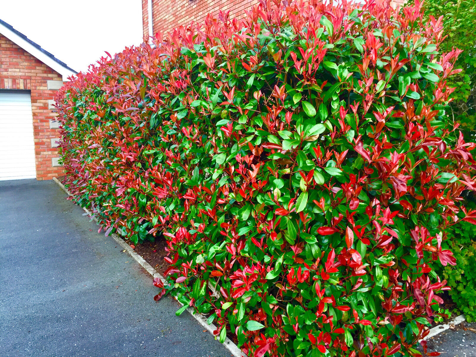 Photinia "Red Robin" 1.00 - 1.20 m / Photinia serulata "Red Robin"/ - Gradina Noastra