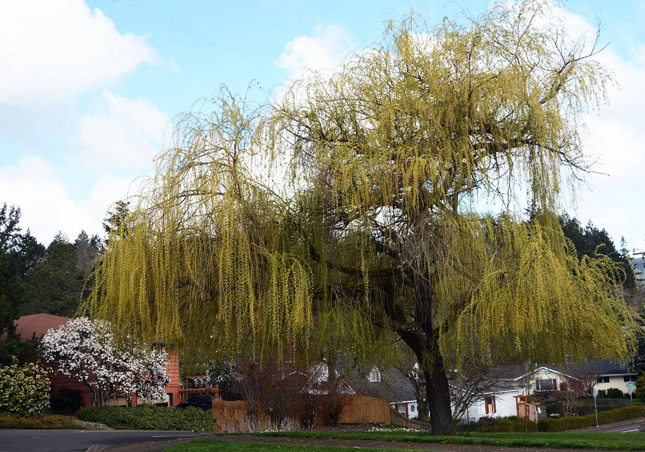 Salcie plangatoare "Aurea" 2.50 - 3.50 m / Salix babylonica "Aurea" / gradina-noastra