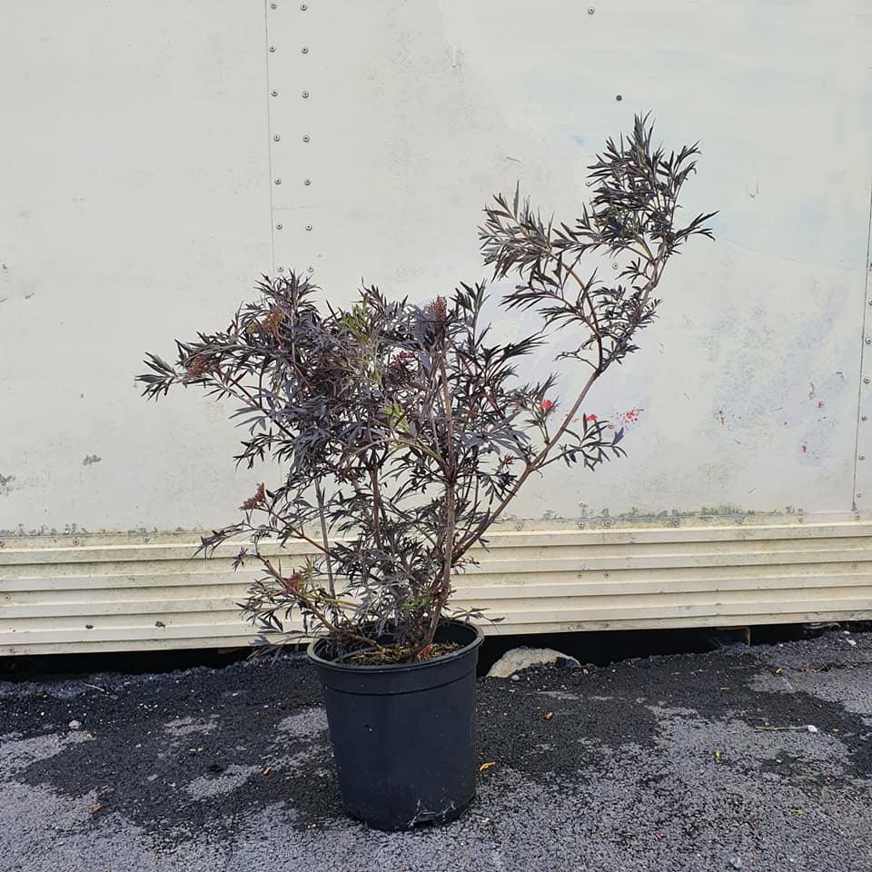 Soc "Black Lace" 0.80 - 1.20 m / Sambucus nigra "Black Lace"/ gradina-noastra