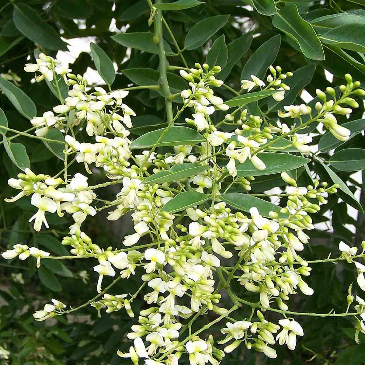 Salcam japonez pendul 2.00 - 2.50 m / Sophora japonica "Pendula" / gradina-noastra