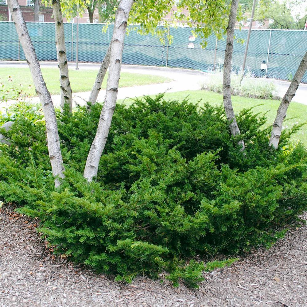 Tisa "Green Mountain" 1.00 - 1.20 m / Taxus x media "Green Mountain" / gradina-noastra