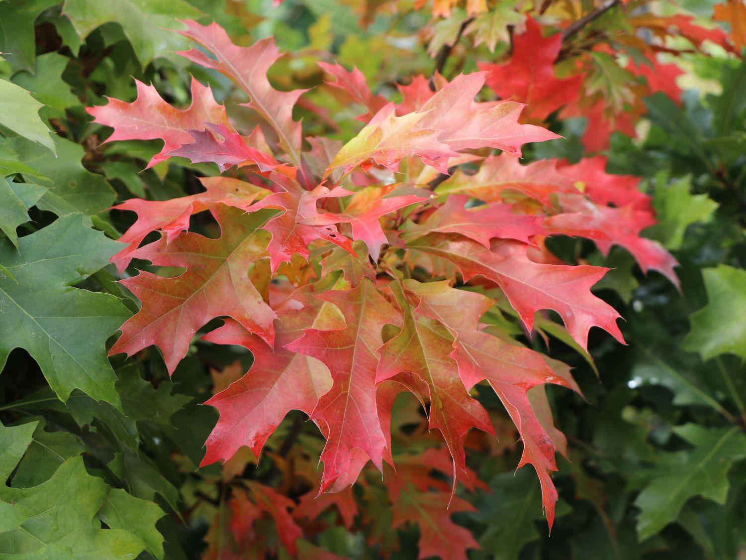 Stejar de balta "Green Dwarf" 2.00 - 2.50 m / Quercus palustris "Green Dwarf"/ gradina-noastra