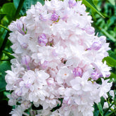 Liliac "Beauty of Moscow" 1.20 - 1.50 m / Syringa vulgaris "Beauty of Moscow" / gradina-noastra
