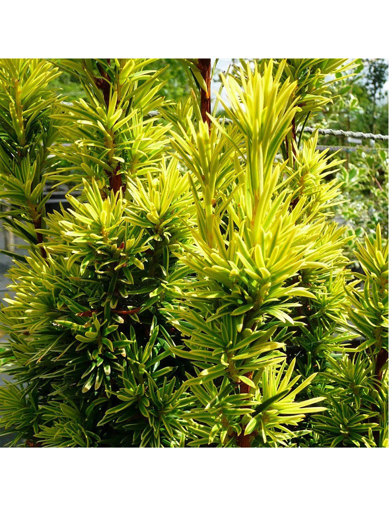 Tisa aurie columnara 2.00 - 2.40 m / Taxus baccata "Fastigiata Aurea" / by gradina-noastra