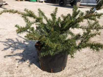Tisa "Green Mountain" 1.00 - 1.20 m / Taxus x media "Green Mountain" / gradina-noastra