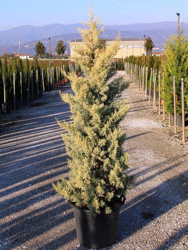 Chiparos de Arizona fastigiat auriu 1.00 - 1.20 m / Cupressus arizonica ‘Fastigiata Aurea’ / gradina-noastra