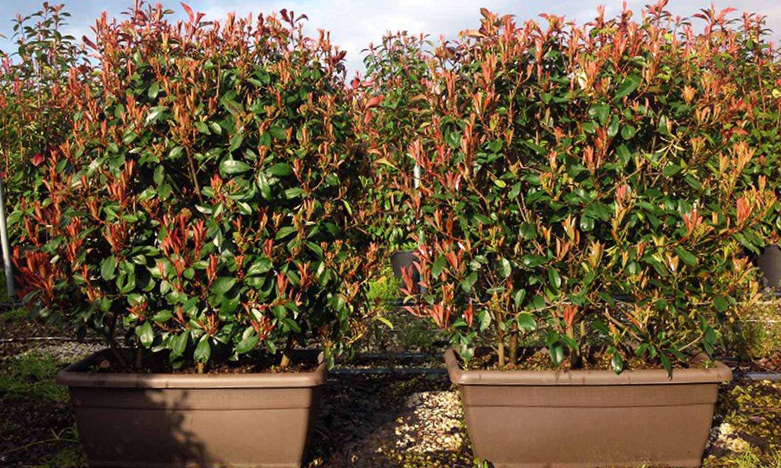 Photinia "Carre Rouge" gard viu / Photinia x fraseri "Carre Rouge"/
