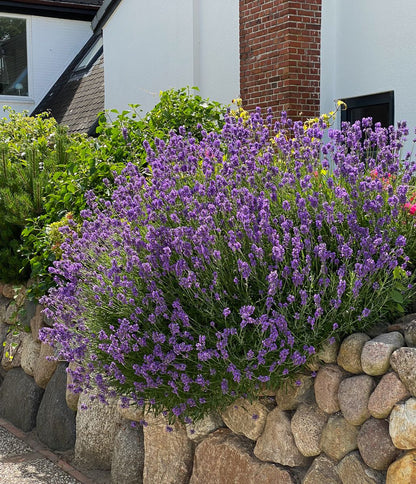 Lavanda Englezeasca "Hidicote" - / Lavanda angustifolia "Hidicote"/