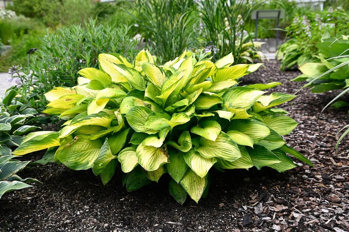 Crin de toamna "Gold Standard" / Hosta "Gold Standard" - Gradina Noastra