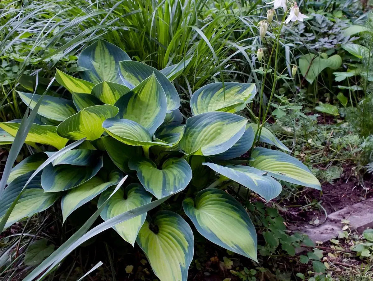 Hosta "Funkia June"