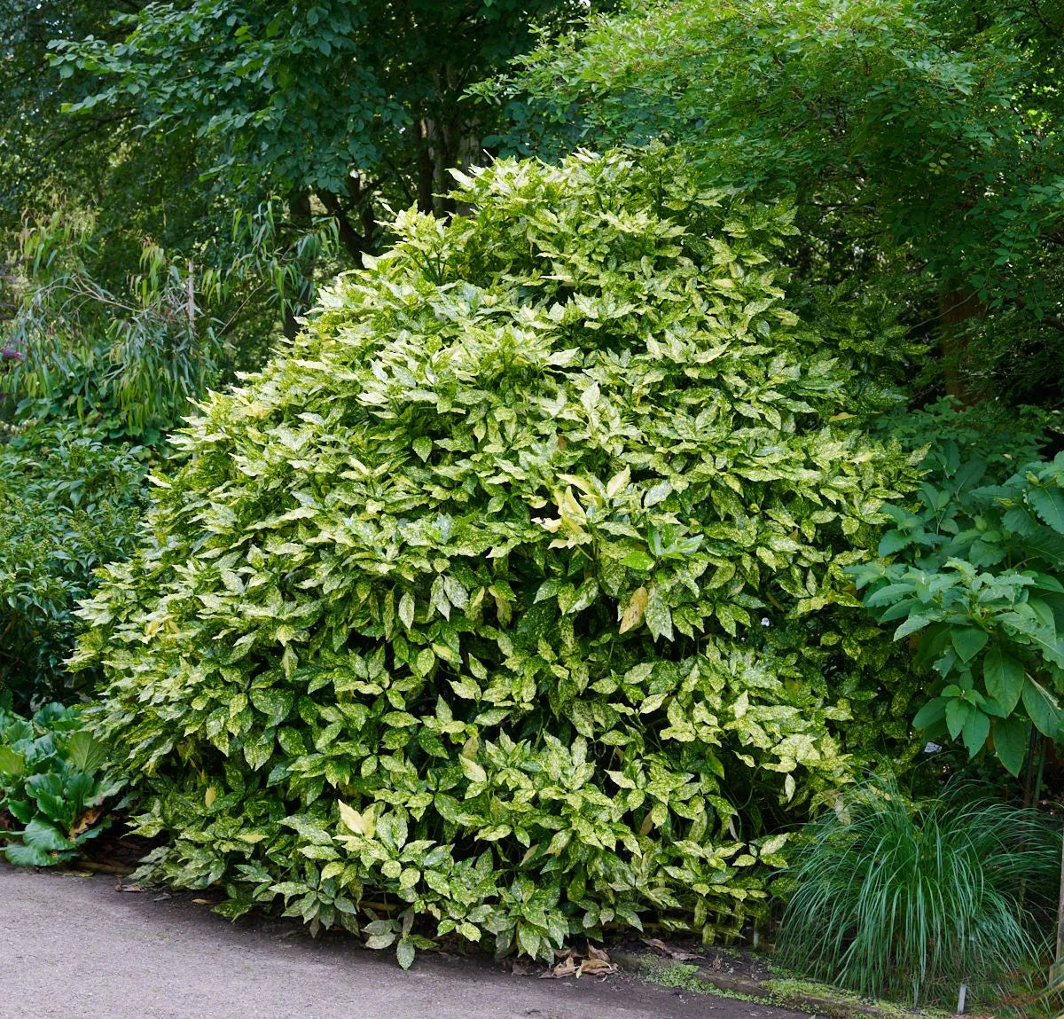 Pom de aur "Crotonifolia Gold" / Aucuba japonica "Crotonifolia Gold" /