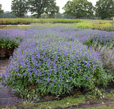 Caryopteris  ”Grand Bleu ” / Caryopteris x clandonensis ”Grand Bleu ” / - Gradina Noastra