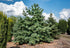 Pin alb japonez "Blauer Engel" / Pinus parvifolia "Blauer Engel"/ - Gradina Noastra