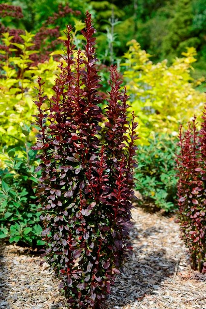 Dracila "Red Tower " /Berberis thunbergii "Red Tower"/