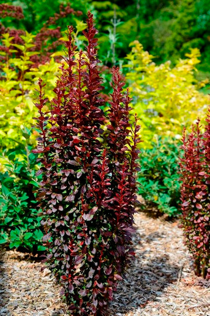Dracila "Red Tower " /Berberis thunbergii "Red Tower"/