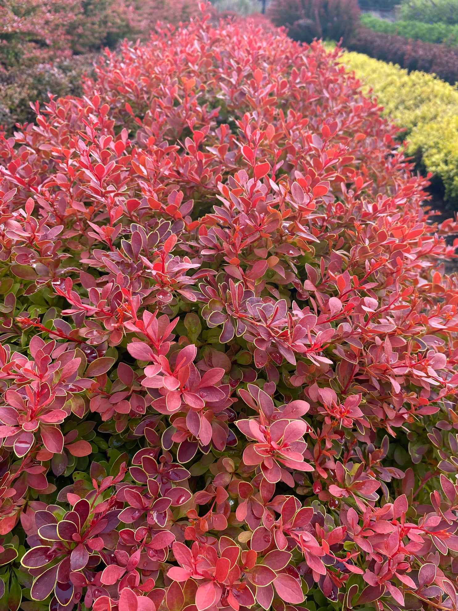 Dracila &quot;Fireball&quot; / Berberis thunbergii &quot;Fireball&quot;/