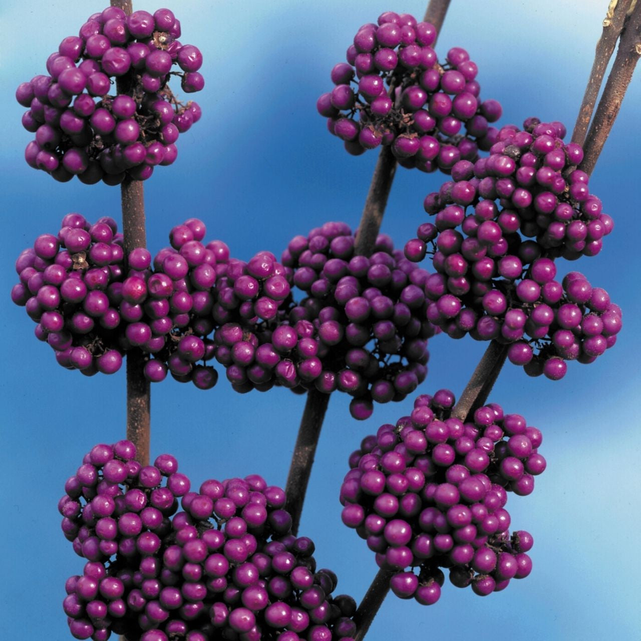 Calicarpa „Profusion” / Calicarpa bodinieri „Profusion”/