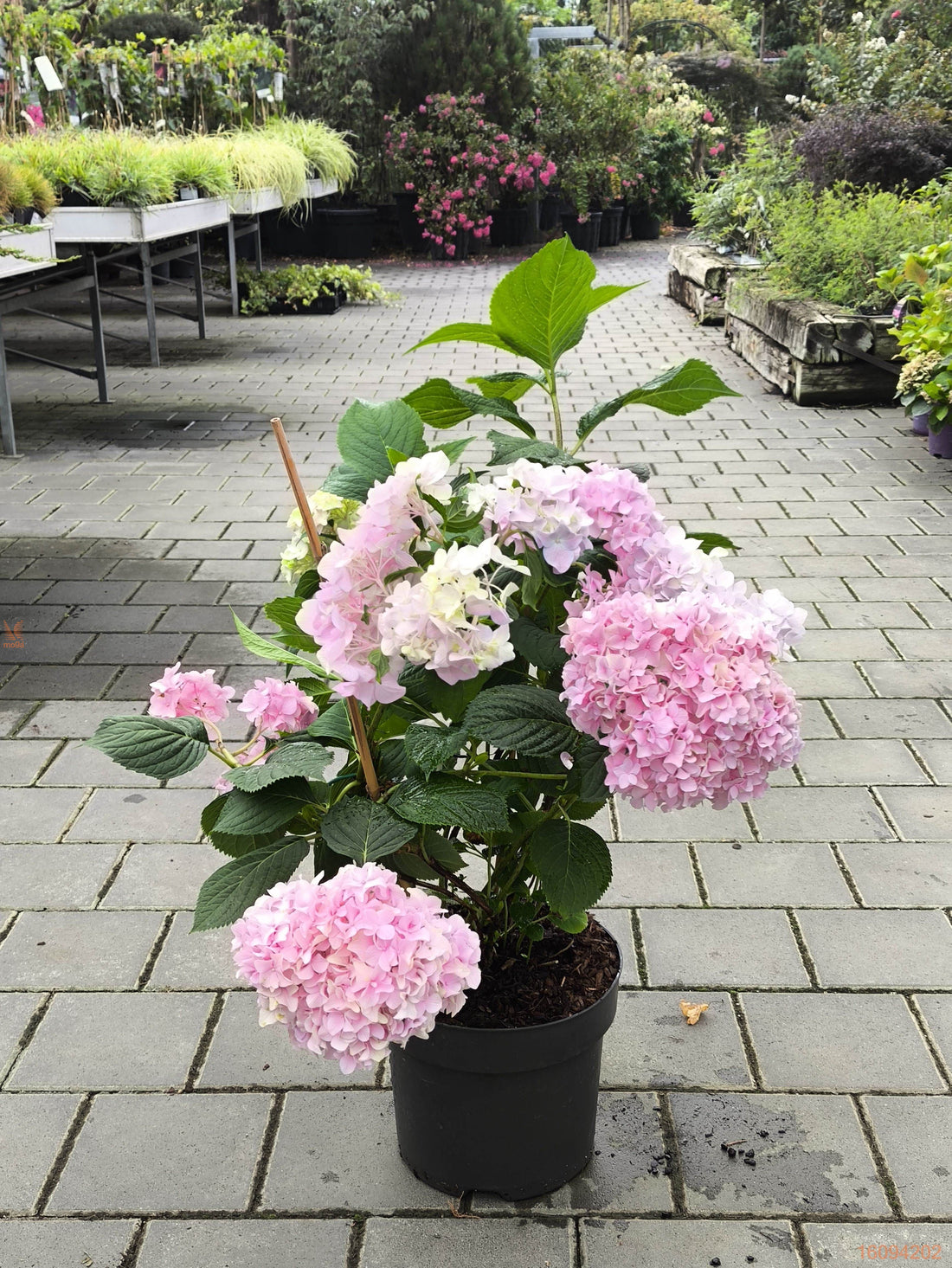 Hortensia "Belle Seduction" / Hydrangea macr. Belle Seduction"/