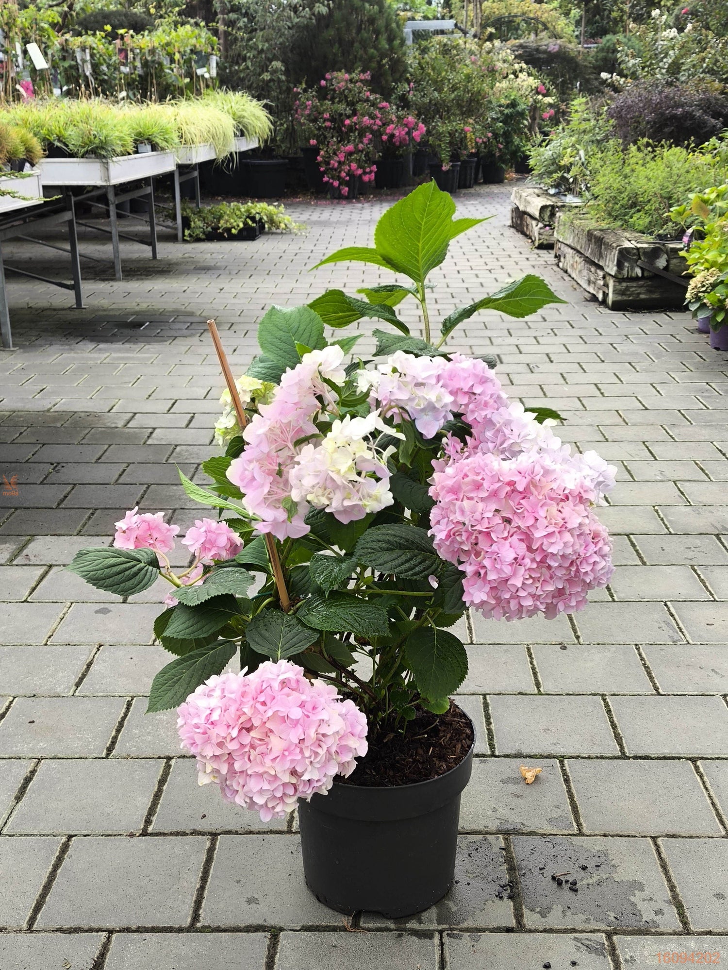 Hortensia "Belle Seduction" / Hydrangea macr. Belle Seduction"/