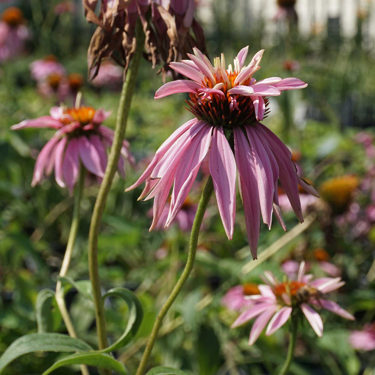 Echinacea purpurea "Double Decker"