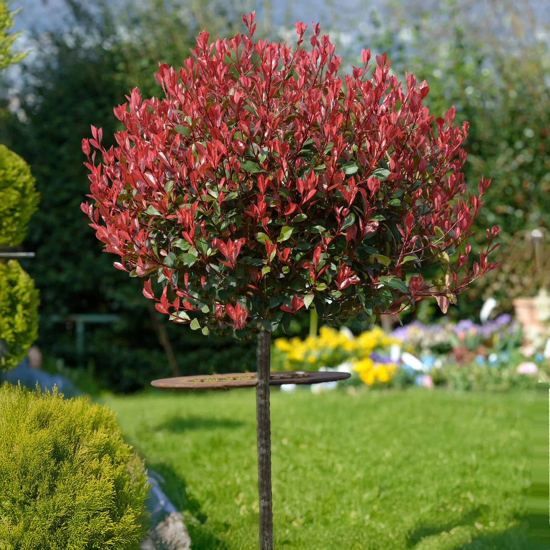 Photinia "Carre Rouge" pomisor / Photinia x fraseri "Carre Rouge"/