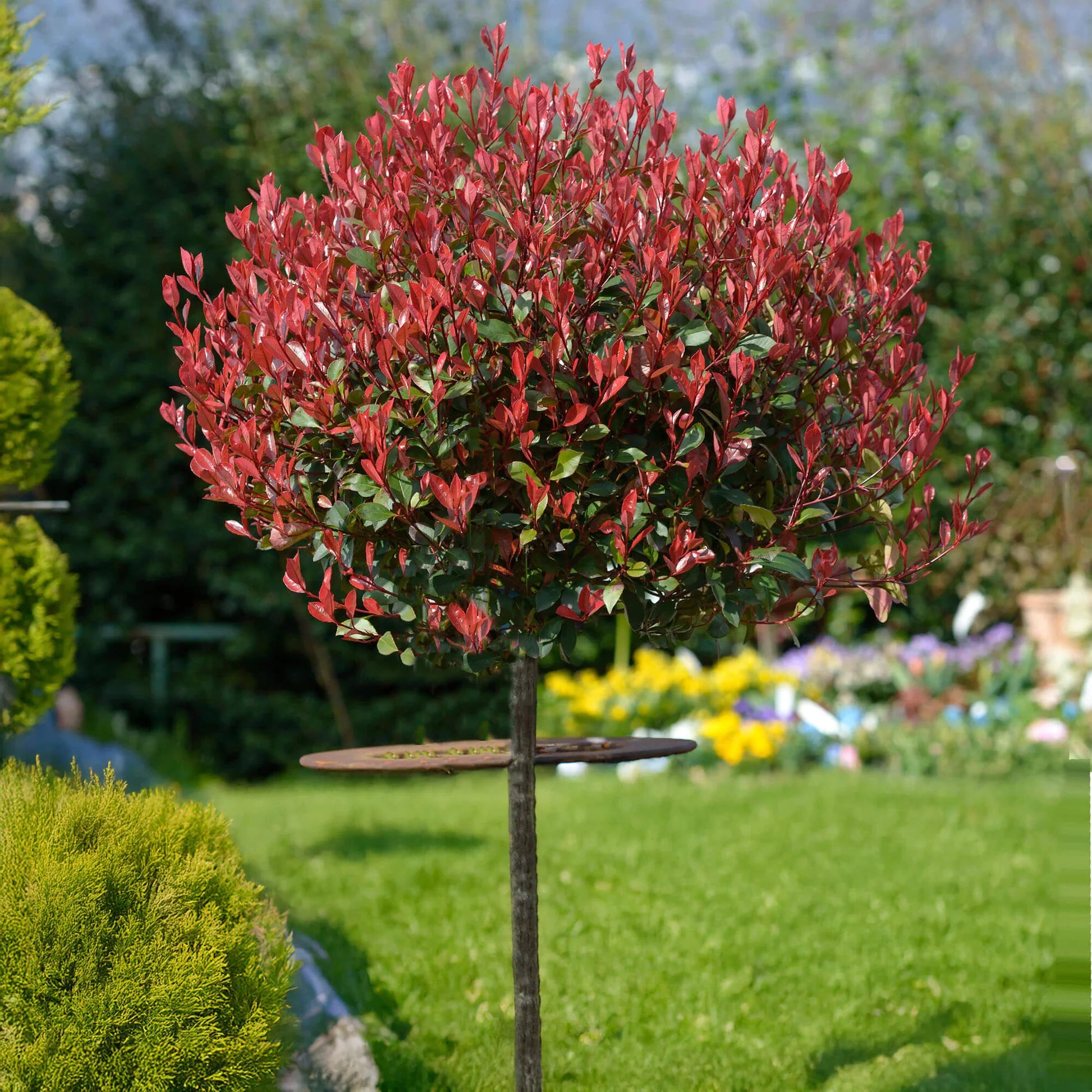 Photinia "Carre Rouge" pomisor / Photinia x fraseri "Carre Rouge"/