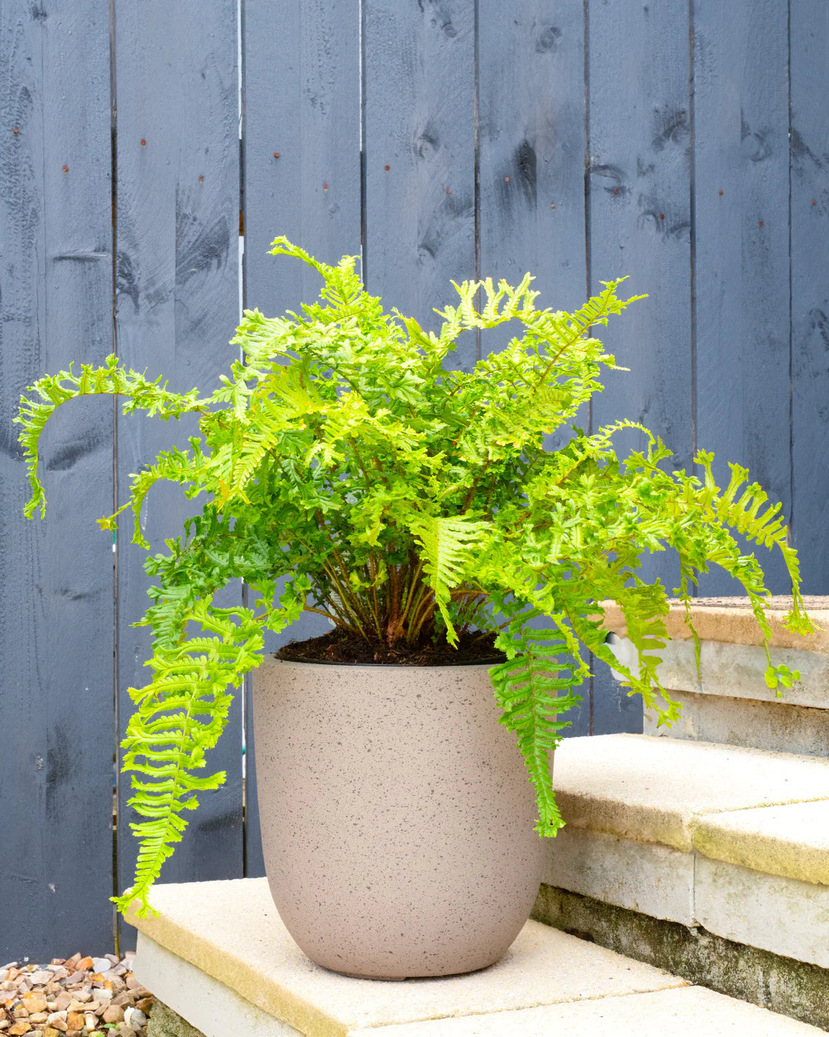 Dryopteris affinis "Crispa"