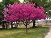 Arborele Iudei arbore / Cercis chinensis "Avondale" / - Gradina Noastra