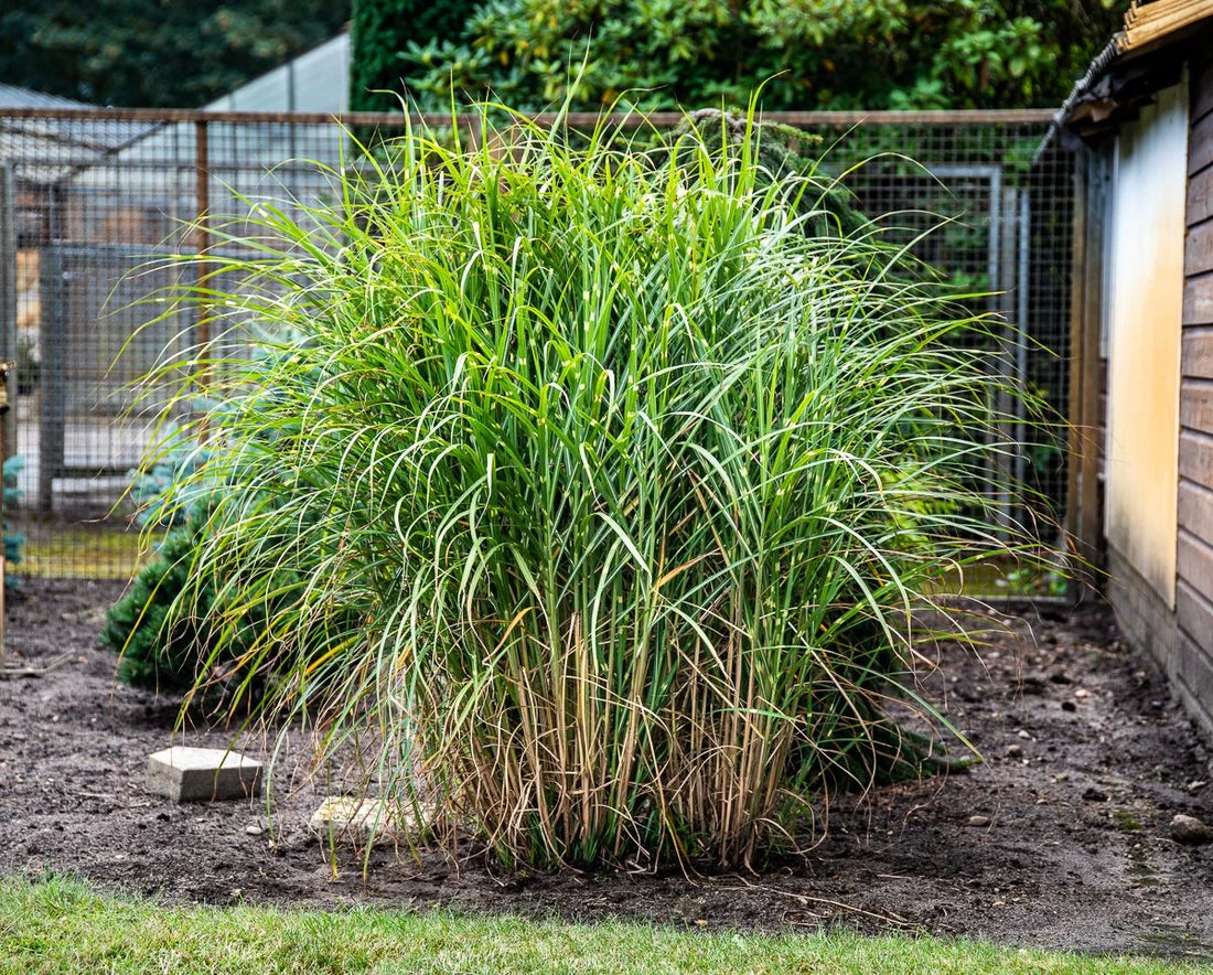 Iarba elefantului "Punktchen" 0.20 - 0.30 m / Miscanthus sinensis "Punktchen" / by gradina-noastra