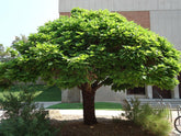 Catalpa Globulara 1.50 - 1.80 m / Catalpa bignonioides Nana / - Gradina Noastra