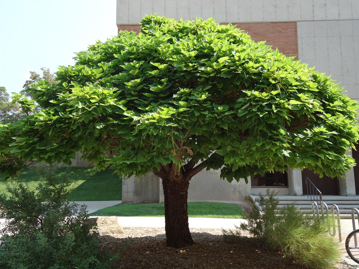 Catalpa Globulara 1.50 - 1.80 m / Catalpa bignonioides Nana / - Gradina Noastra