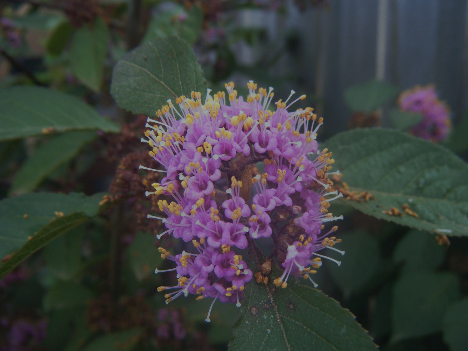 Calicarpa „Profusion” / Calicarpa bodinieri „Profusion”/