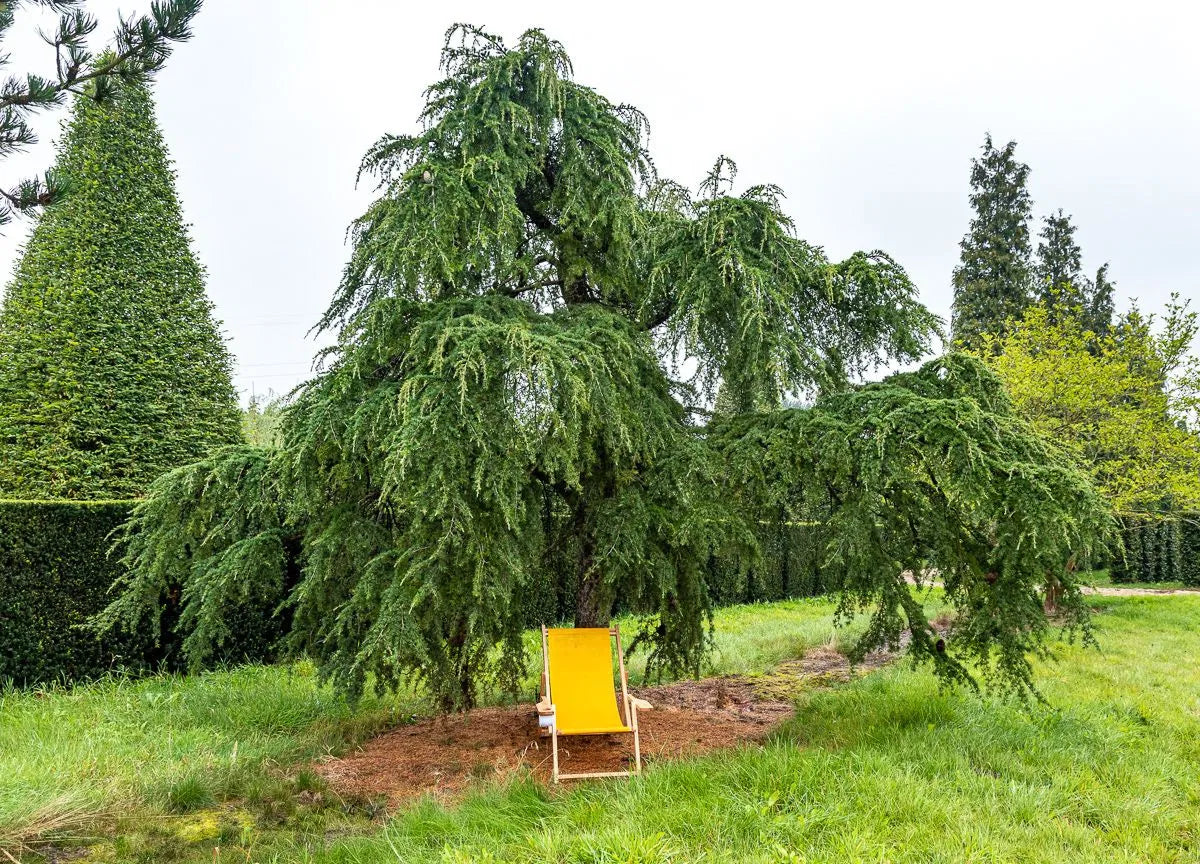 Cedru de Himalaya pendul pomisor / Cedrus deodara "Pendula" /