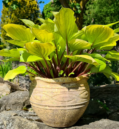 Hosta "Fire Island"