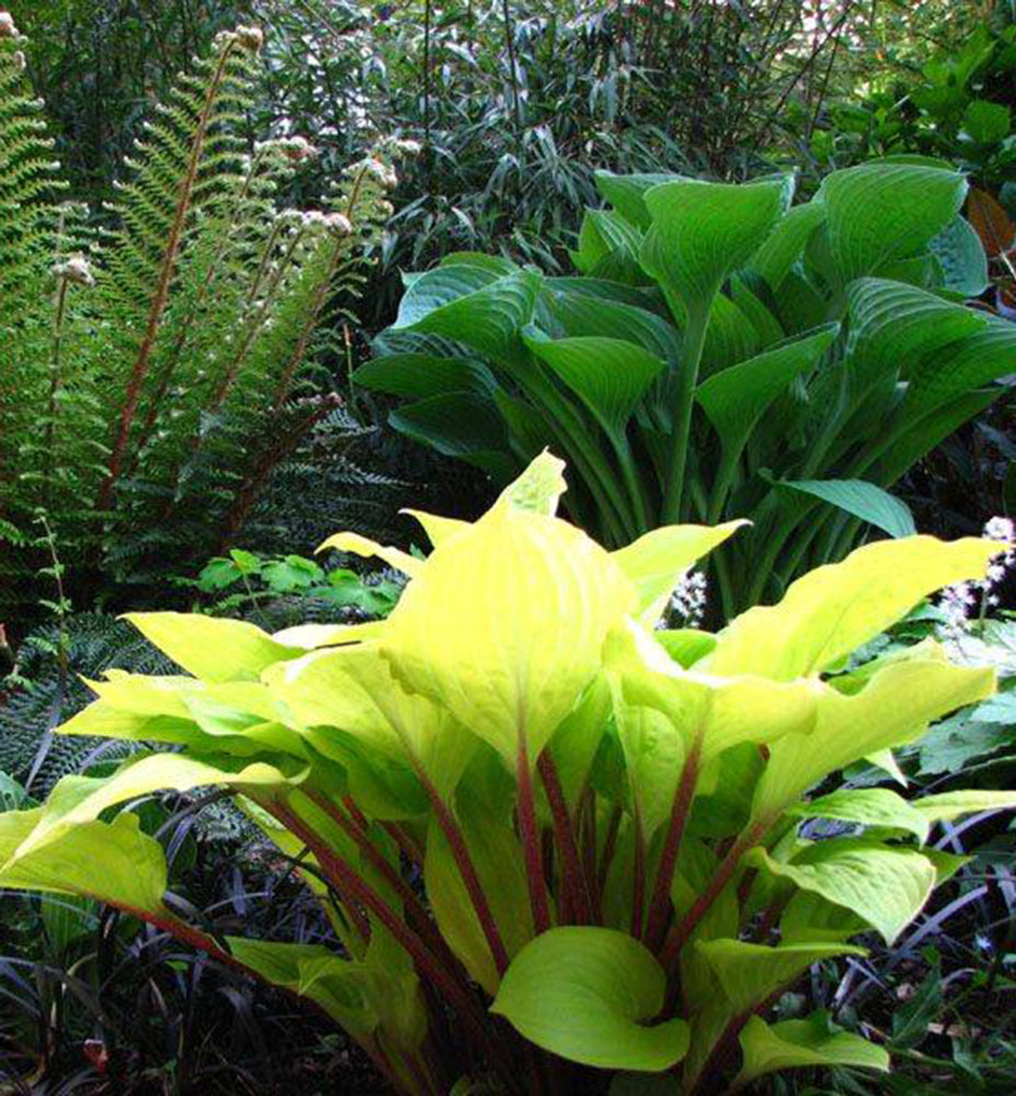 Hosta "Fire Island" by Gradina Noastra