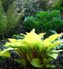 Hosta "Fire Island" by Gradina Noastra